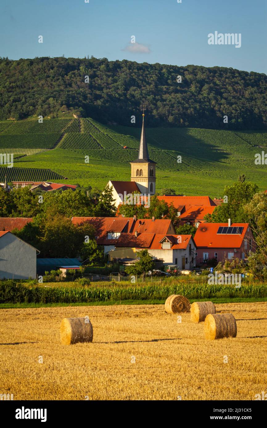 Récolte de céréales à Iphofen, Kitzingen, Basse-Franconie, Franconie, Bavière, Allemagne, Europe Banque D'Images