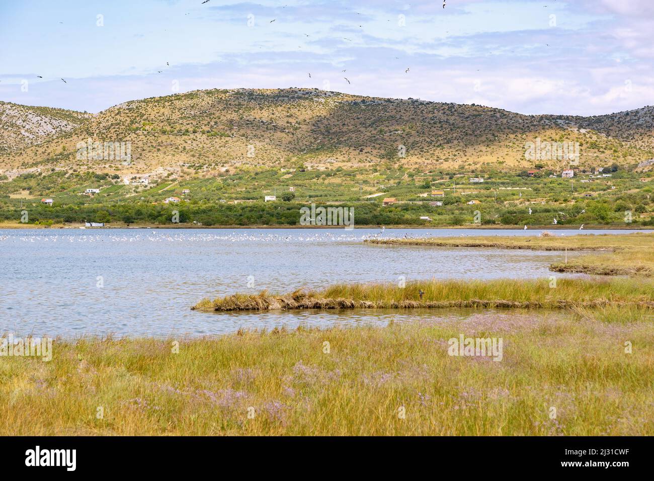 Jadrtovac, avec la sauvagine près de Šibenik Banque D'Images