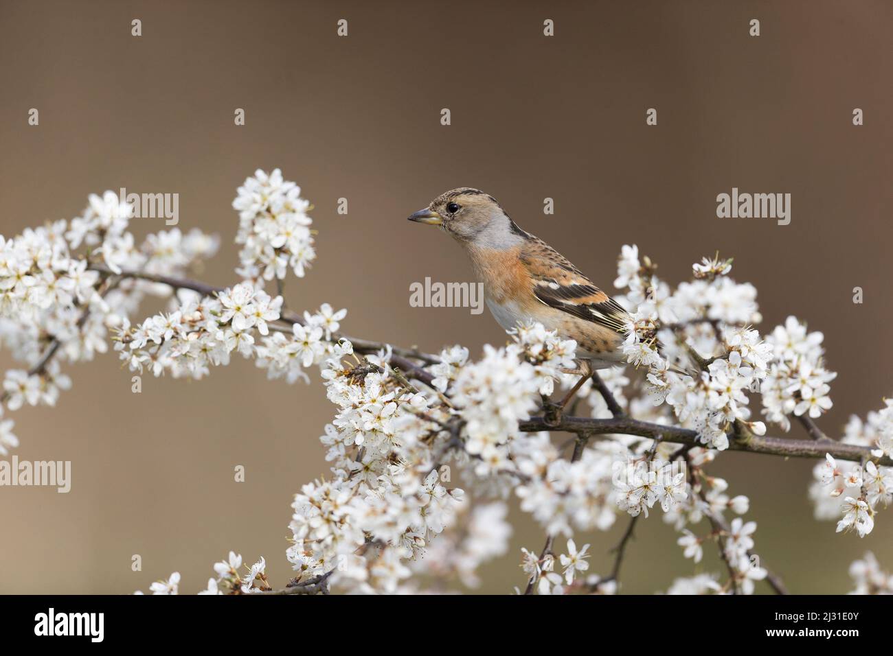 Brambling Fringilla montifringilla, femelle adulte perchée parmi les fleurs, Suffolk, Angleterre, mars Banque D'Images