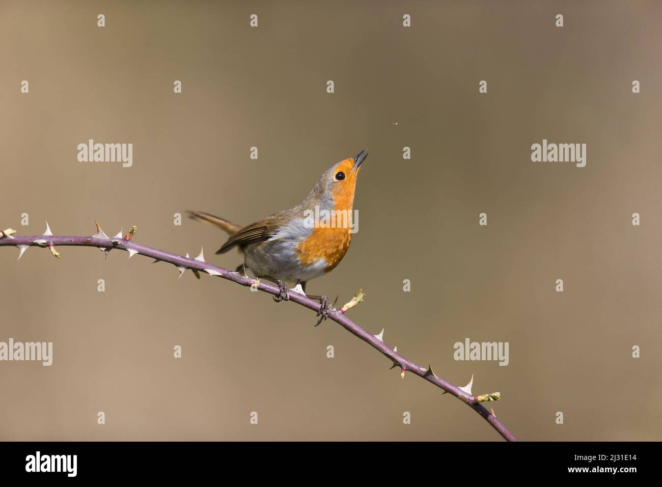 Robin européen erithacus rubecula, adulte perché sur la tige de rose de chien, sur le point de prendre la mouche, Suffolk, Angleterre, avril Banque D'Images Robin européen erithacus rubecula, adulte perché sur la tige de rose de chien, sur le point de prendre la mouche, Suffolk, Angleterre, avril Banque D'Images