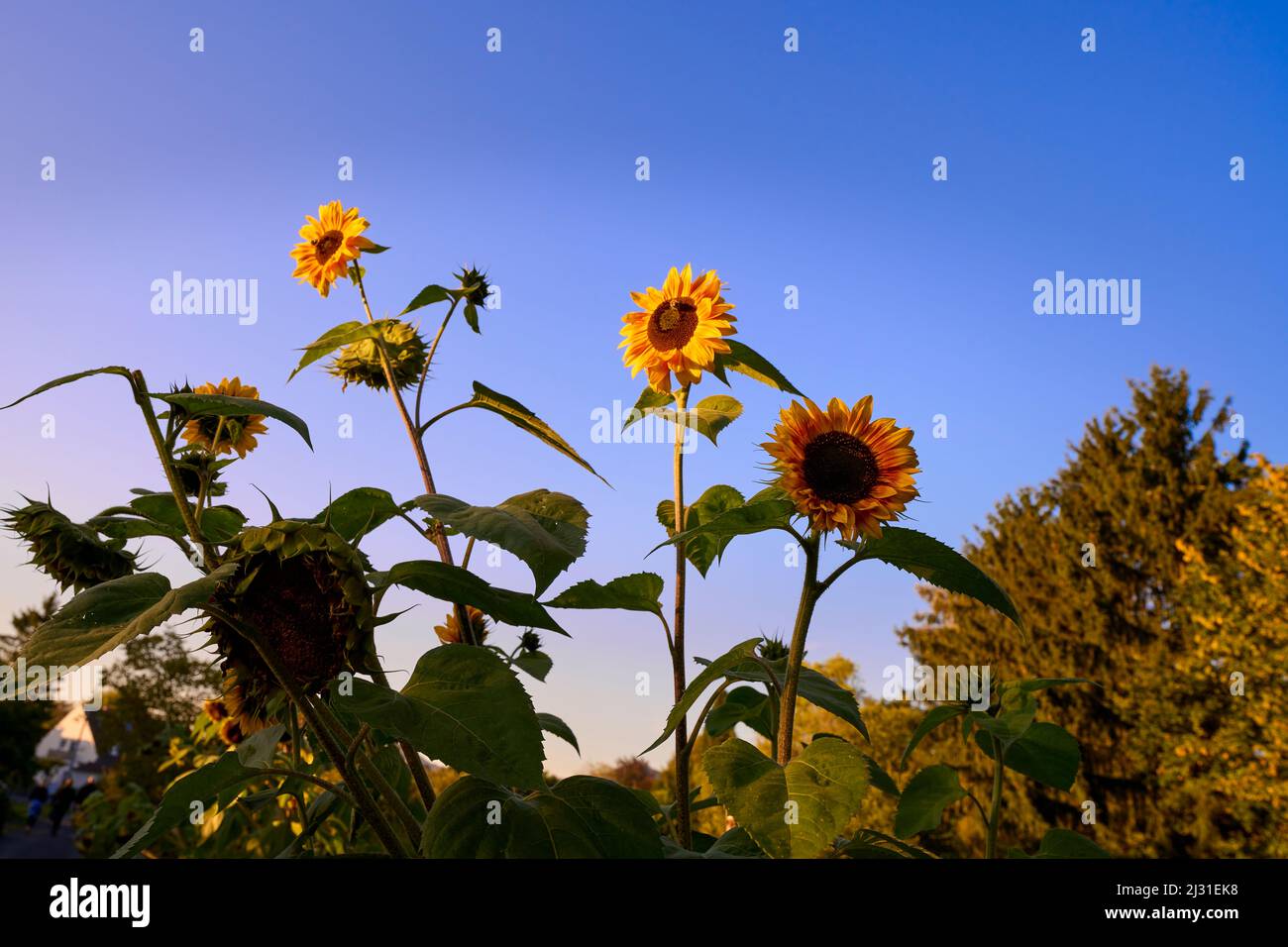 Les tournesols se démarquent dans le ciel d'automne, Bad Honnef, Rhénanie-du-Nord-Westphalie, Allemagne Banque D'Images