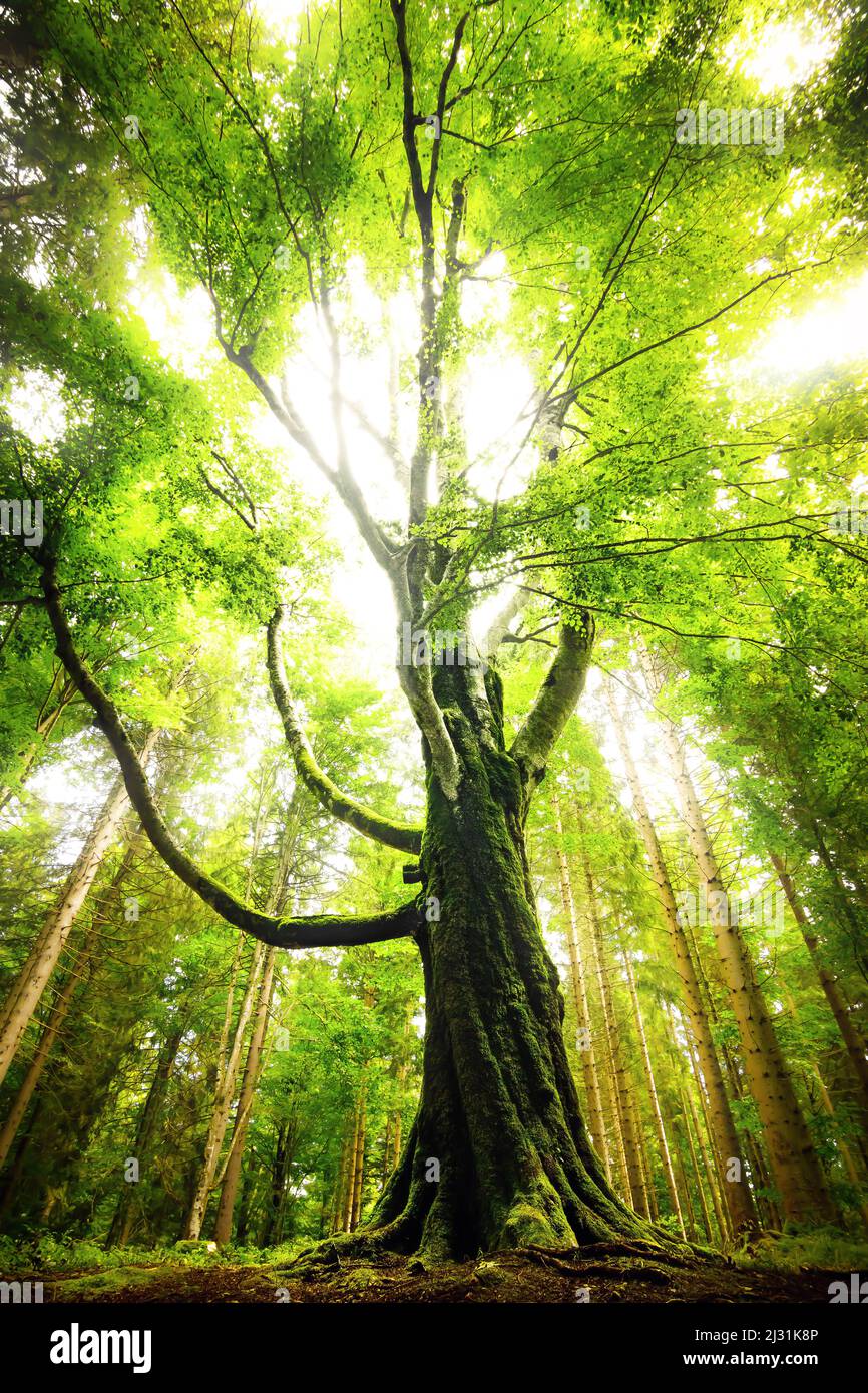 Un grand arbre au milieu de la forêt de Thuringe Banque D'Images