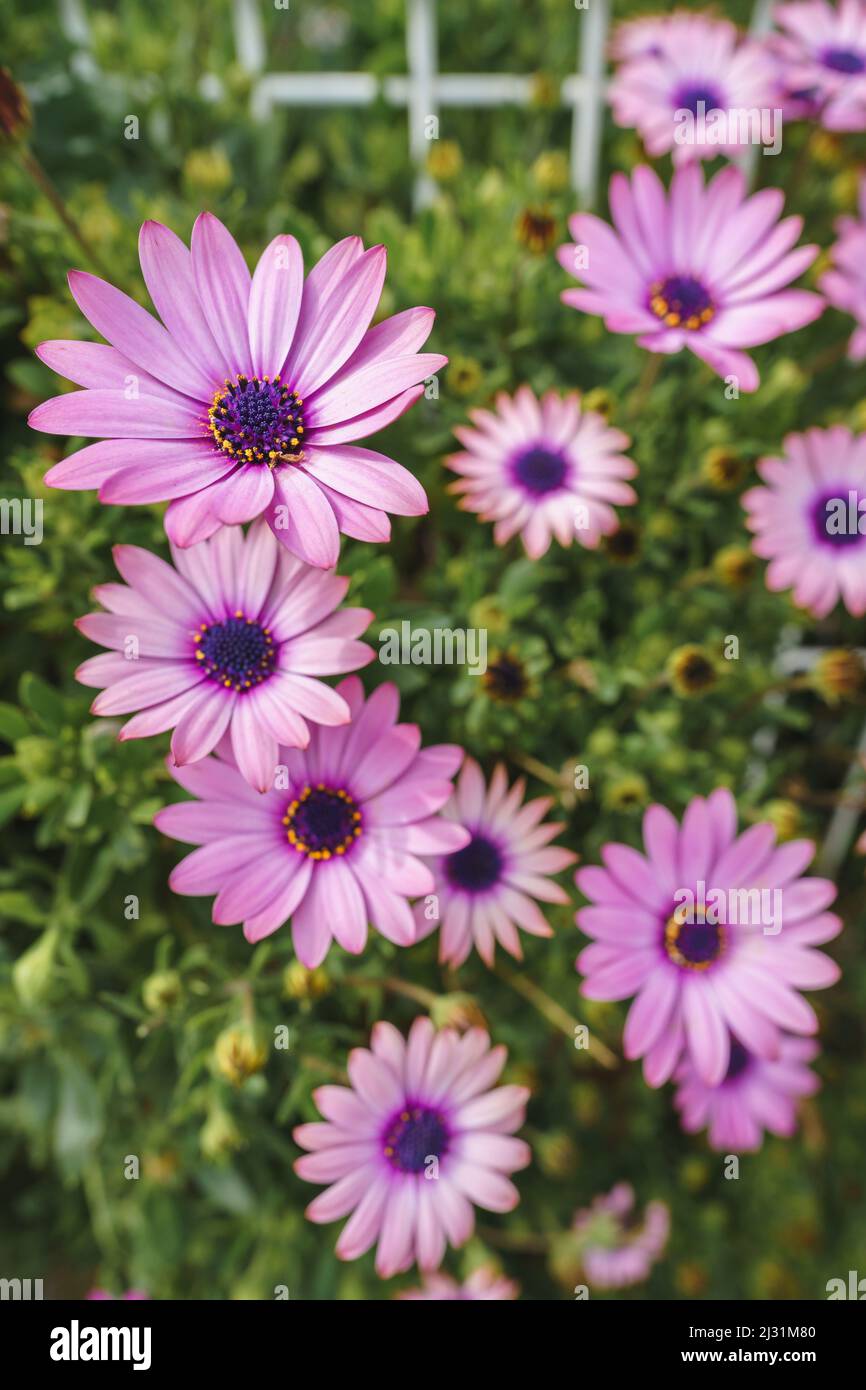 Vue rapprochée des pâquerettes violettes, fleurs de l'Aster novi-belgii de New York au printemps Banque D'Images