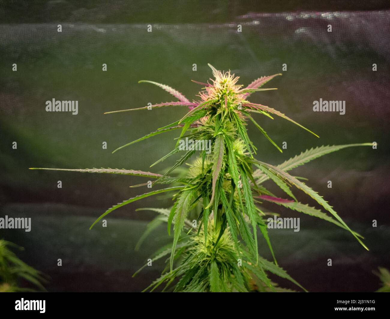 Un buisson de cannabis avec des feuilles vert vif dans une boîte de culture Banque D'Images