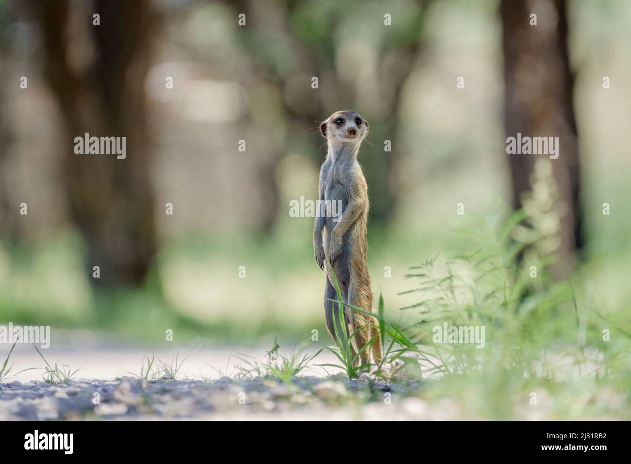 Meerkat debout. Kalahari, Parc transfrontalier de Kgalagadi, Afrique du Sud Banque D'Images