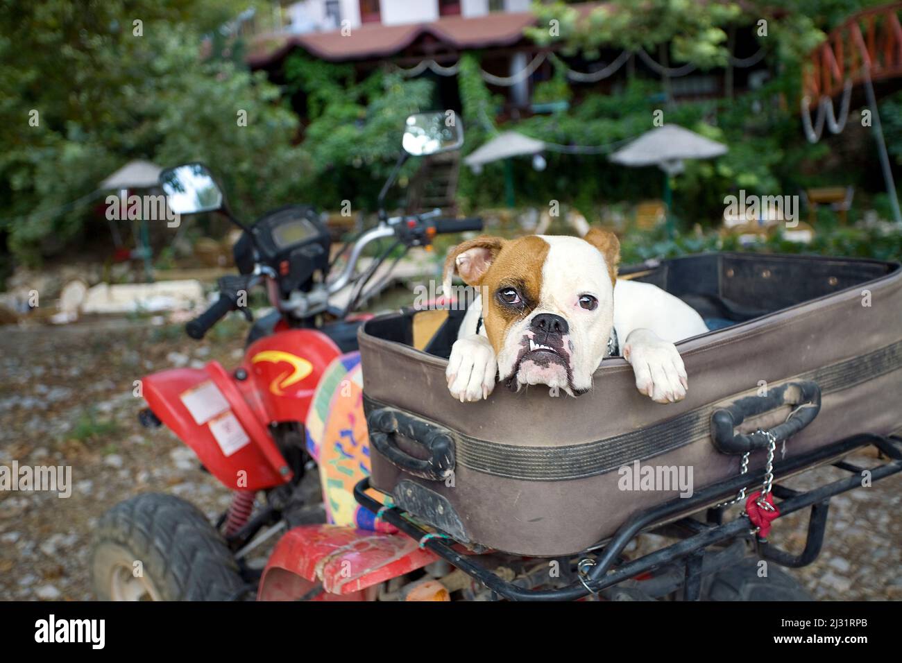 Bulldogue français posé dans une valise sur une quad, Adrasan, Lykia, Turquie, Mer Méditerranée Banque D'Images