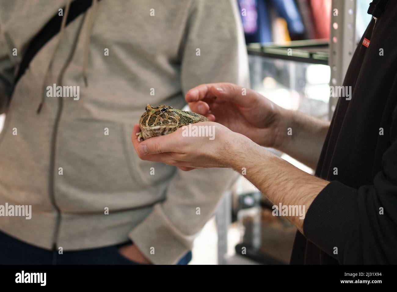 En excursion à l'exotarium, sous surveillance stricte, les enfants sont autorisés à tenir le crapaud entre les mains et au toucher. Animaux de compagnie inhabituels. Pour surmonter la peur, les enfants le sont Banque D'Images