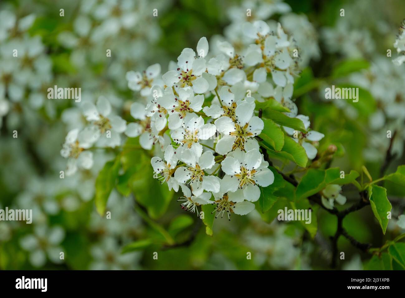 Poire, Plymouth, Pyrus cordata, fleur blanche qui a une odeur nauséabonde. Banque D'Images