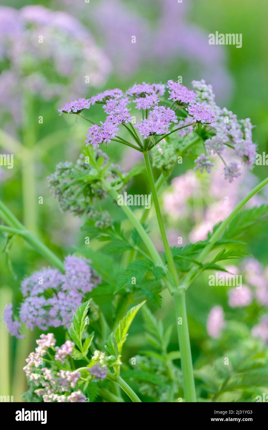 Chaérophyllum hirsutum 'Roseum', cerfeuil poilu 'Roseum', fleurs rose lilas, printemps Banque D'Images