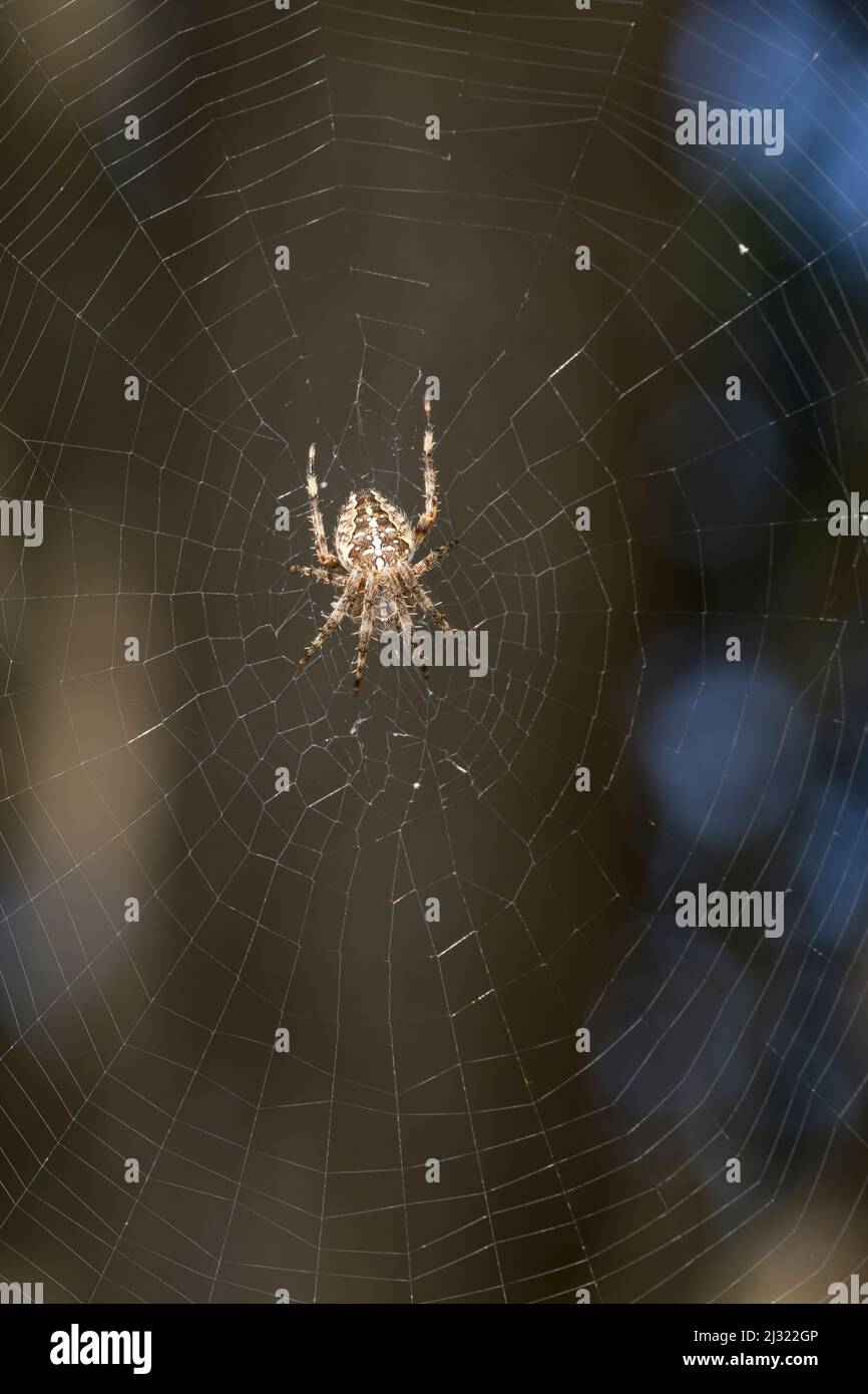 Garten-Kreuzspinne Gartenkreuzspinne Kreuzspinne,, Gemeine lauert in Ihrem Netz, Radnetz Araneus diadematus, croix, orbweaver, araignée des jardins, Banque D'Images