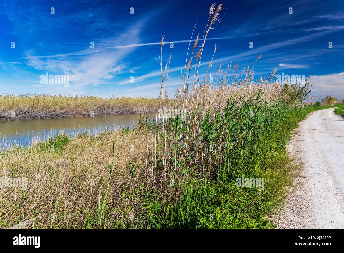 Vue panoramique sur le parc naturel d'Albufera, Valence, Communauté Valencienne, Espagne Banque D'Images