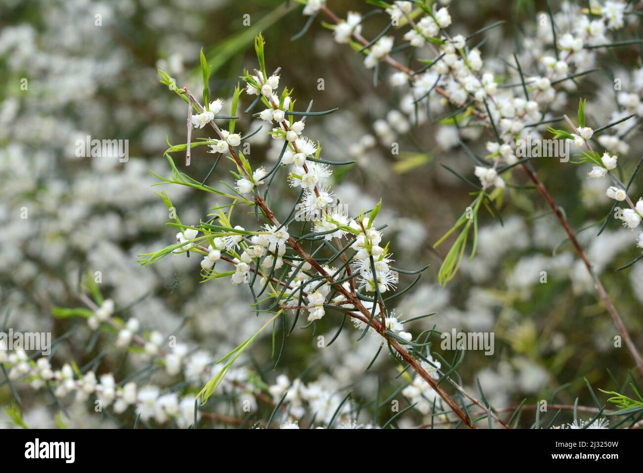 Fleurs blanches délicates de l'arbuste Hypocalymma angustifolium Banque D'Images