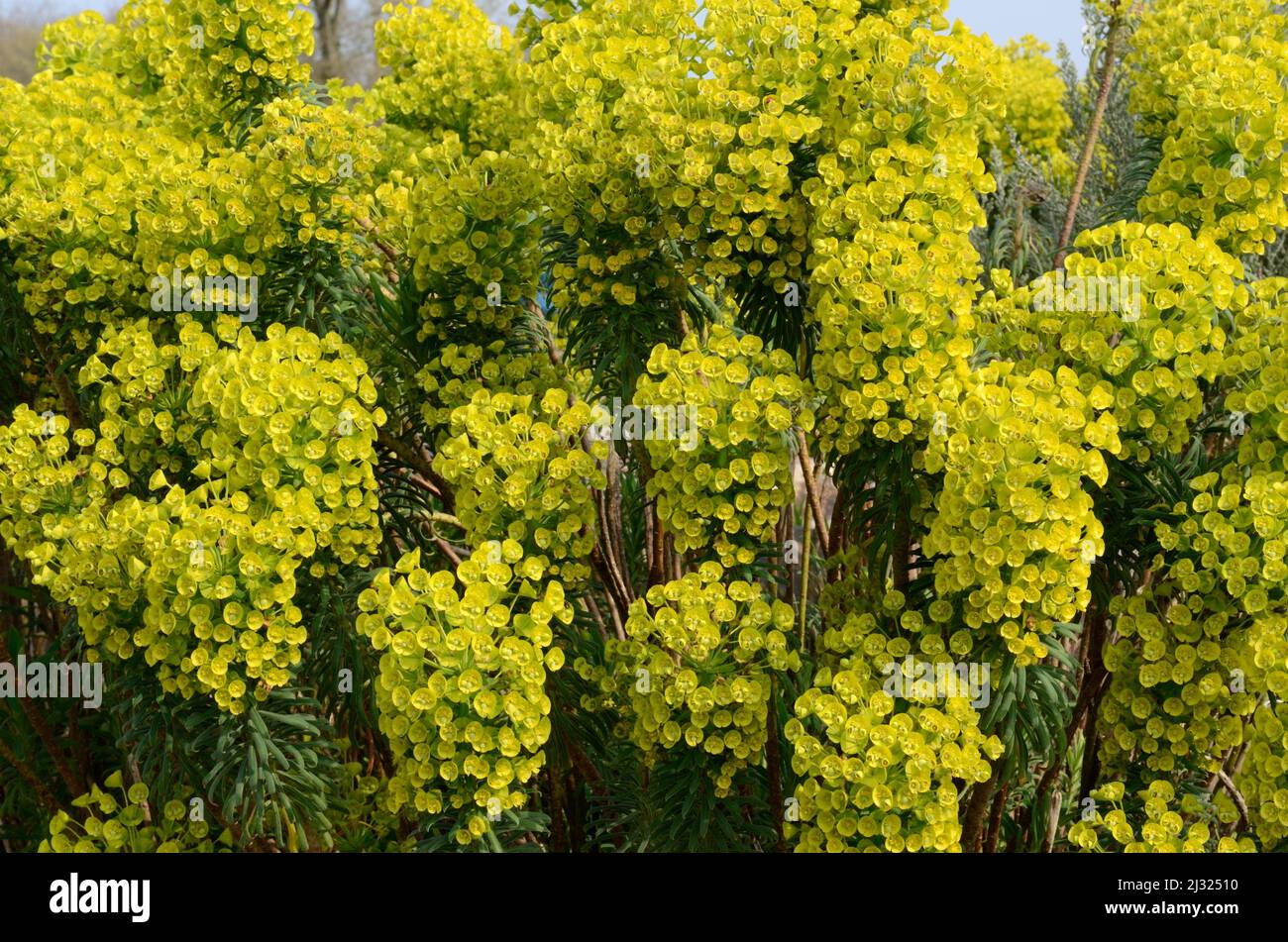 Fleurs jaune vif de l'Euphorbia chacias Forescate Spurge Banque D'Images