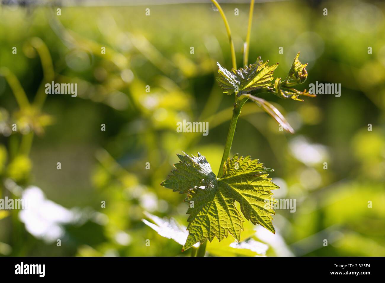 Vigne noble vitis vinifera Banque de photographies et d’images à haute ...