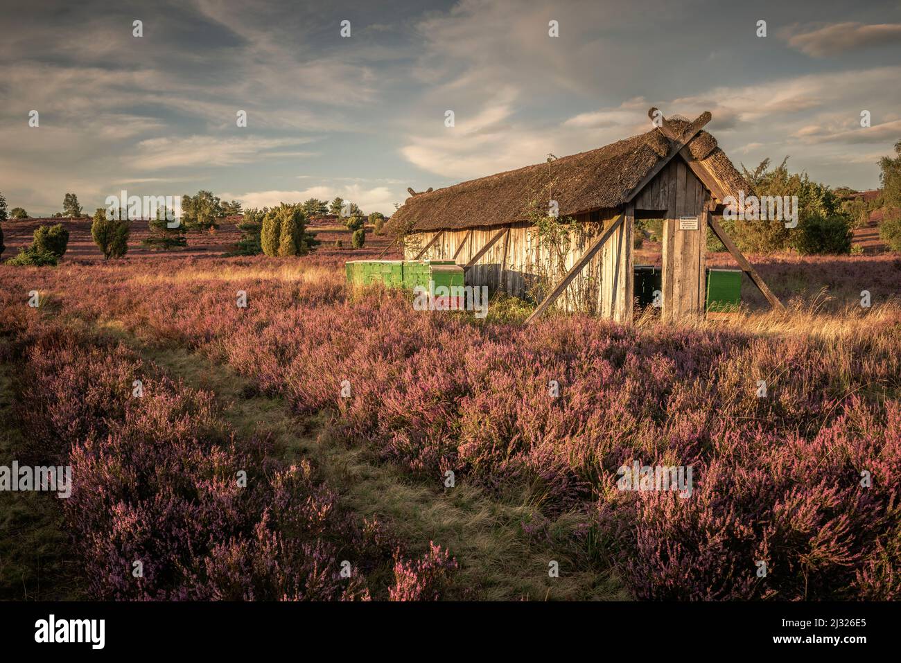 Cabane d'apiculture et ruches dans la lande de Lüneburg près de Wilsede, Basse-Saxe, Allemagne, Europe Banque D'Images