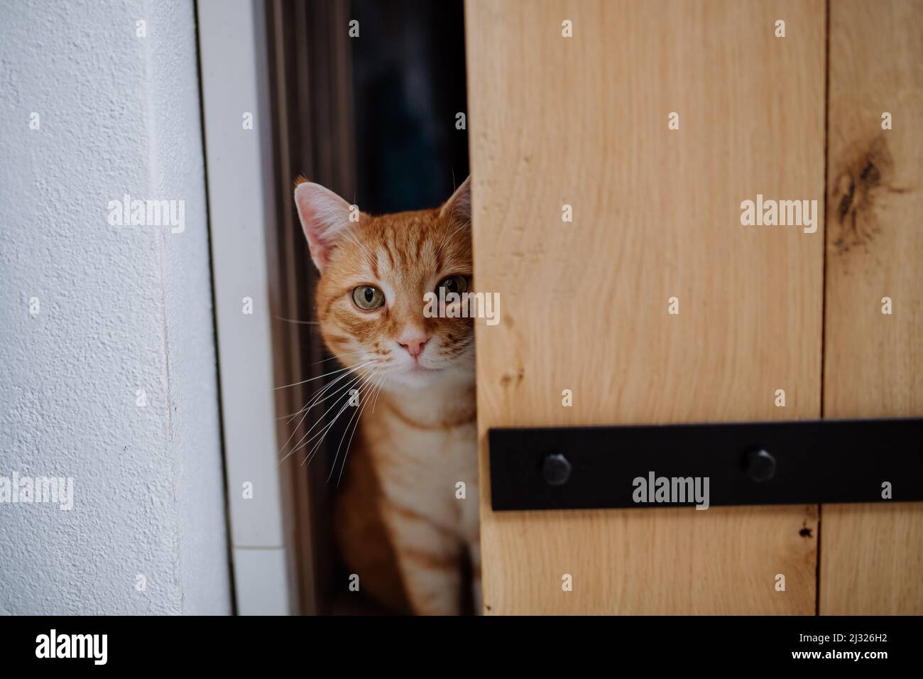 Gingembre curieux chat qui se joue à travers la porte. Banque D'Images