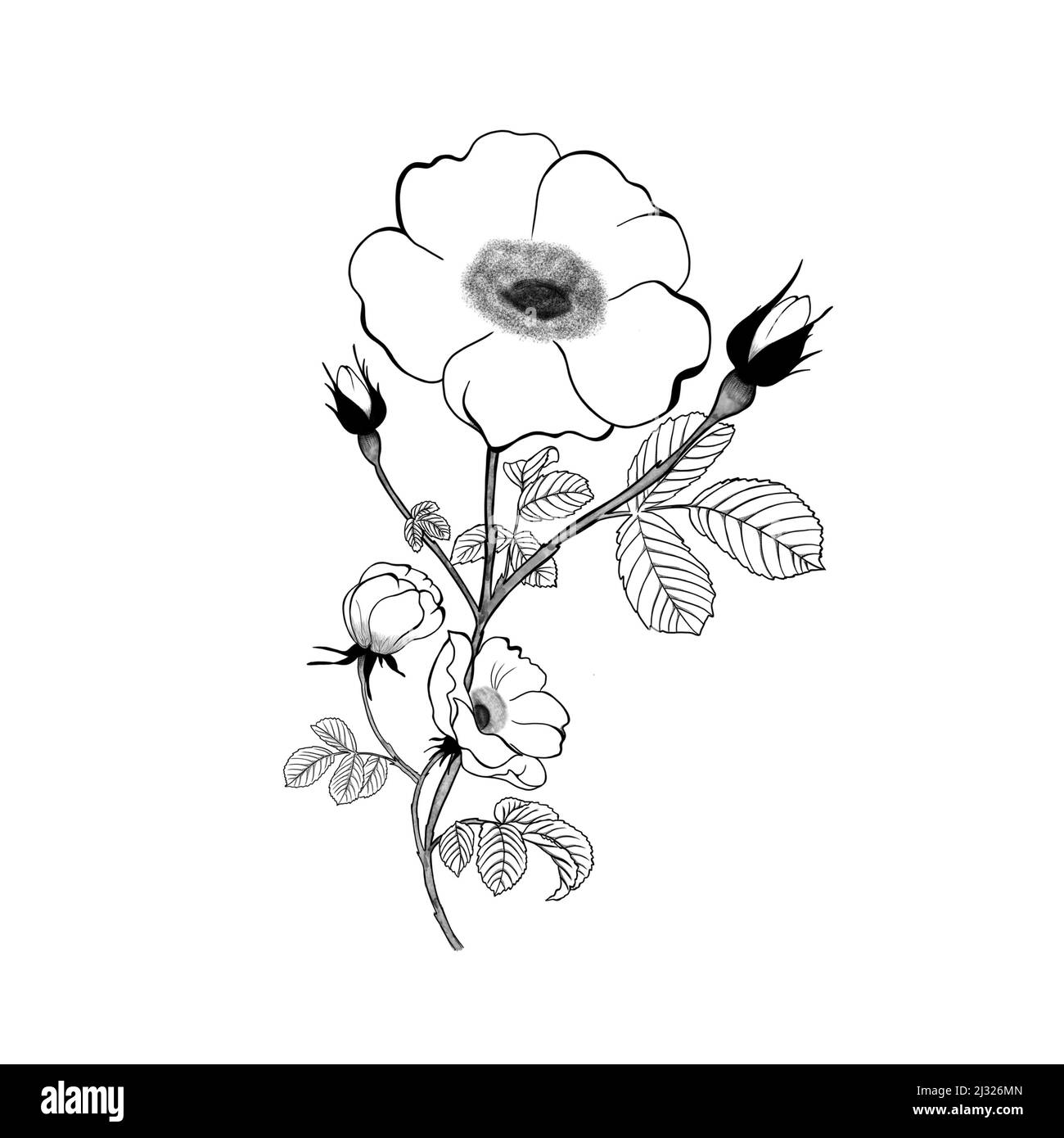 belle esquisse détaillée de la fleur de rose de thé. Tatouage botanique Banque D'Images