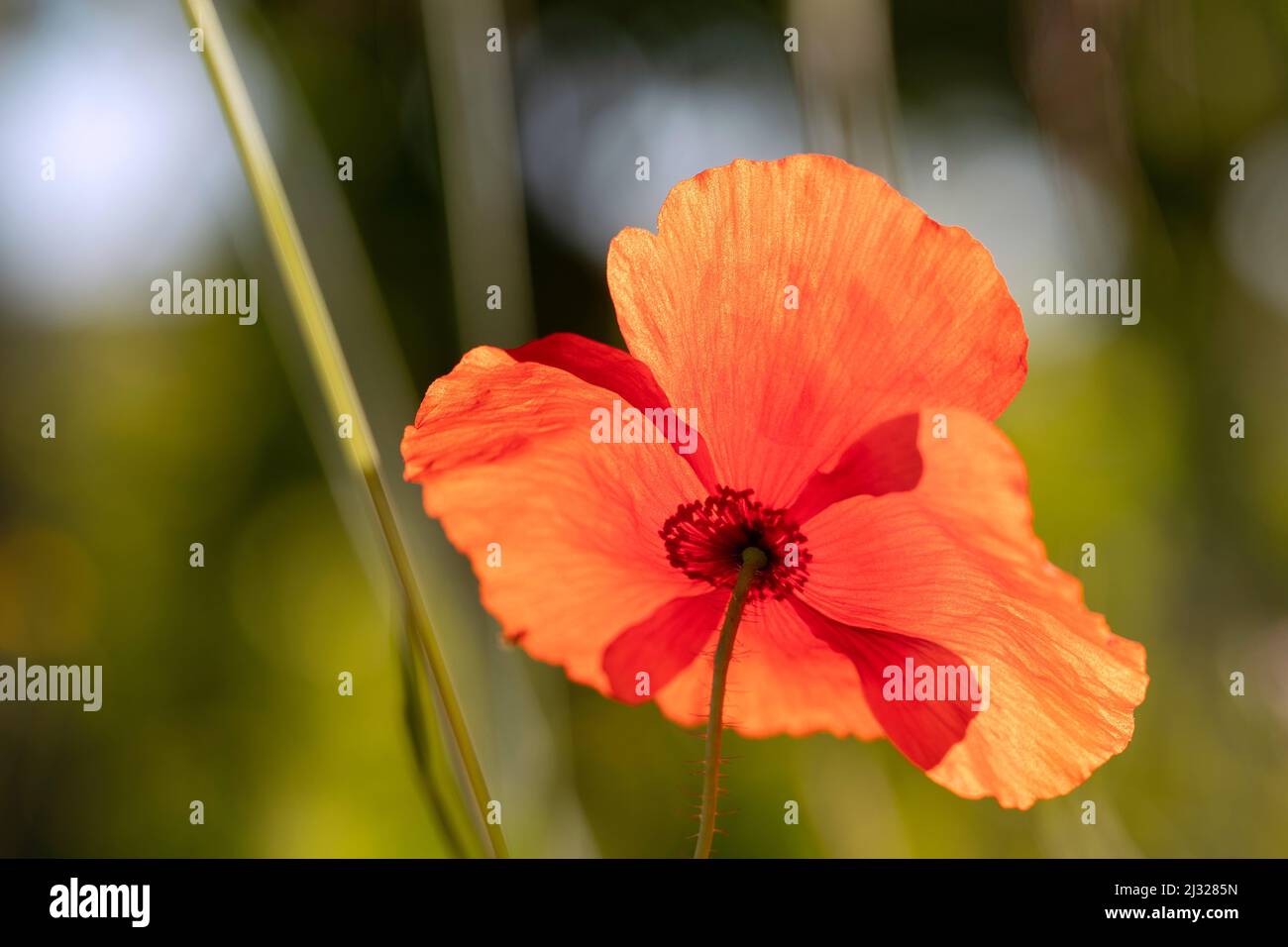 Pavot de maïs, rhoeas de Papaver, fleur Banque D'Images