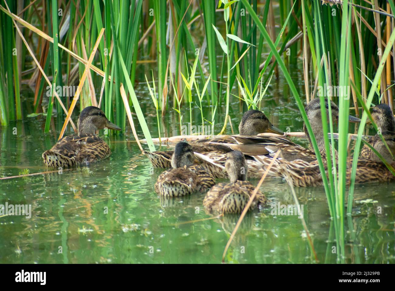 Groupe de canards sauvages nageant dans l'eau entre les roseaux, jour d'été Banque D'Images