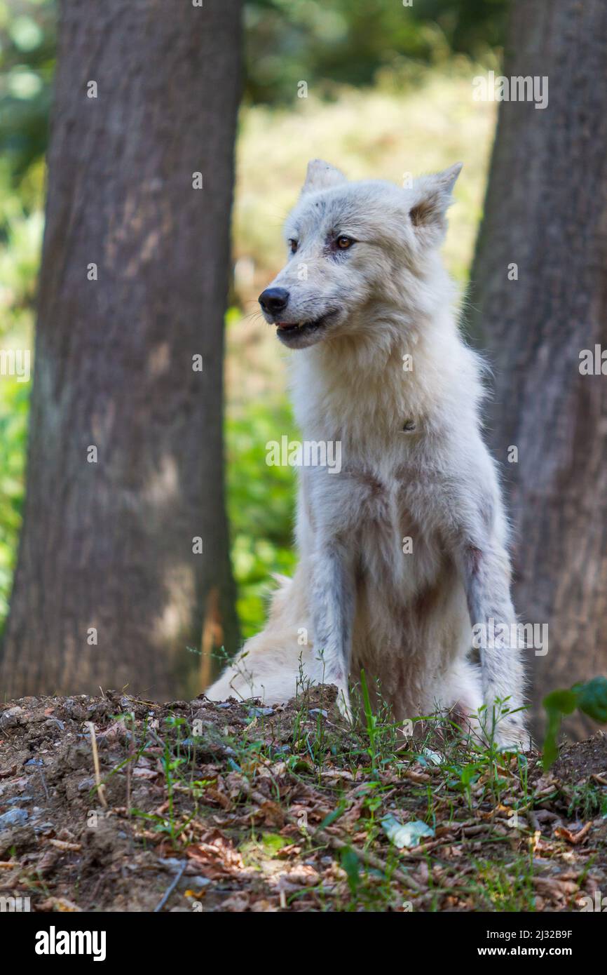 Un grand loup est assis sur un rocher parmi les arbres Banque D'Images