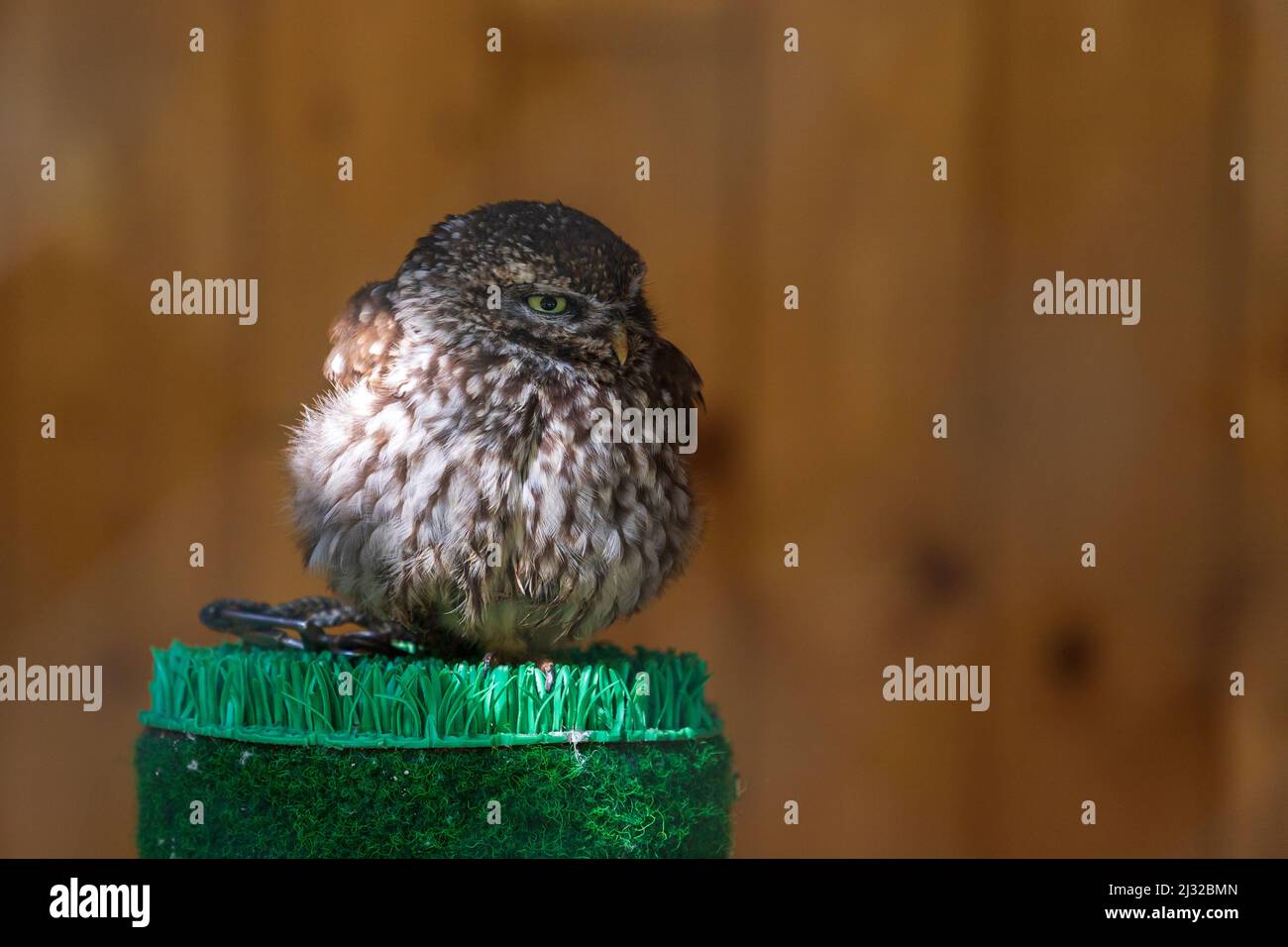 Little Owl - Athene noctua portrait d'un petit hibou. Le hibou est attaché par la jambe dans une cage. C'est un hibou à tête de fauconnerie. Banque D'Images