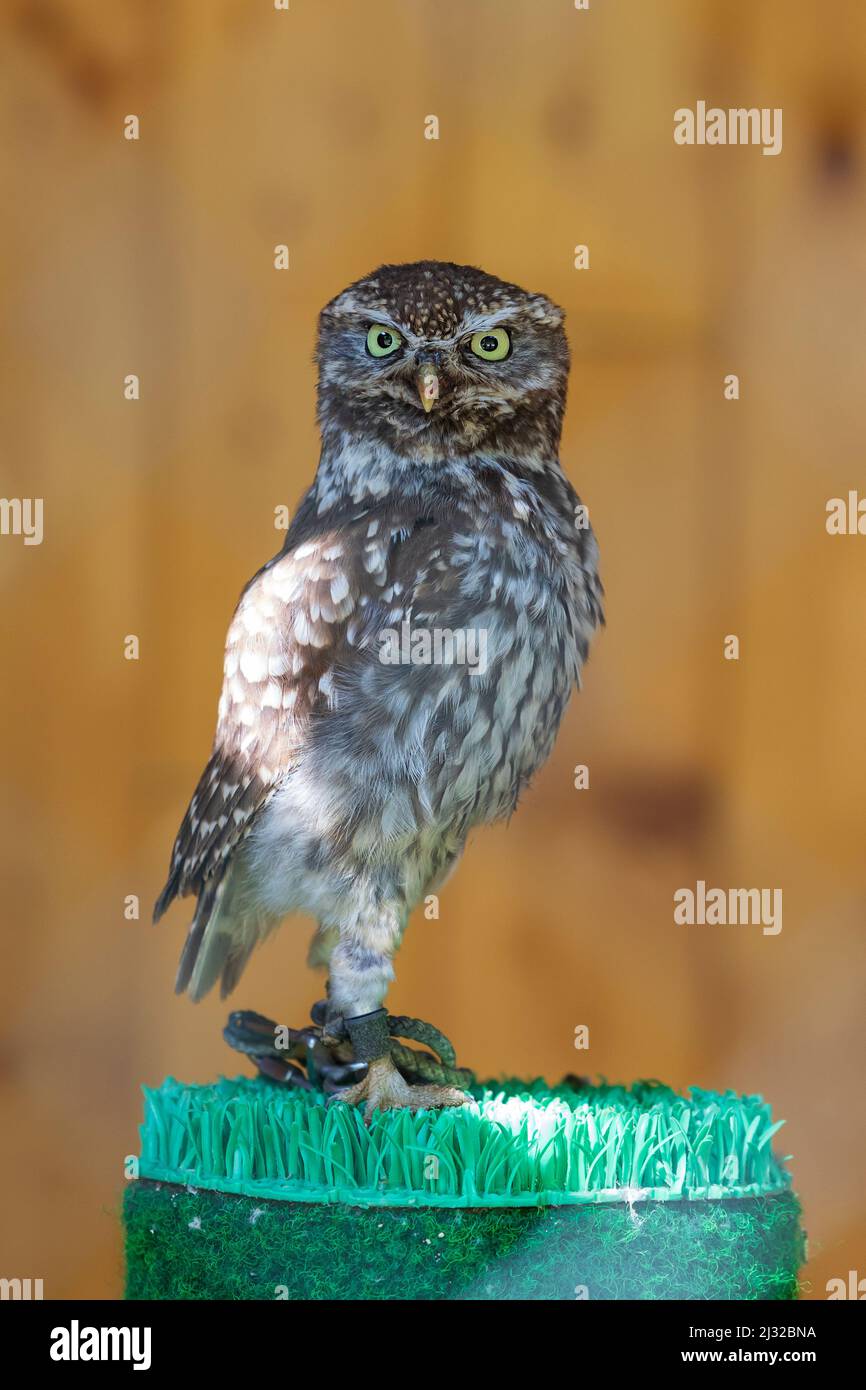 Little Owl - Athene noctua portrait d'un petit hibou. Le hibou est attaché par la jambe dans une cage. C'est un hibou à tête de fauconnerie. Banque D'Images