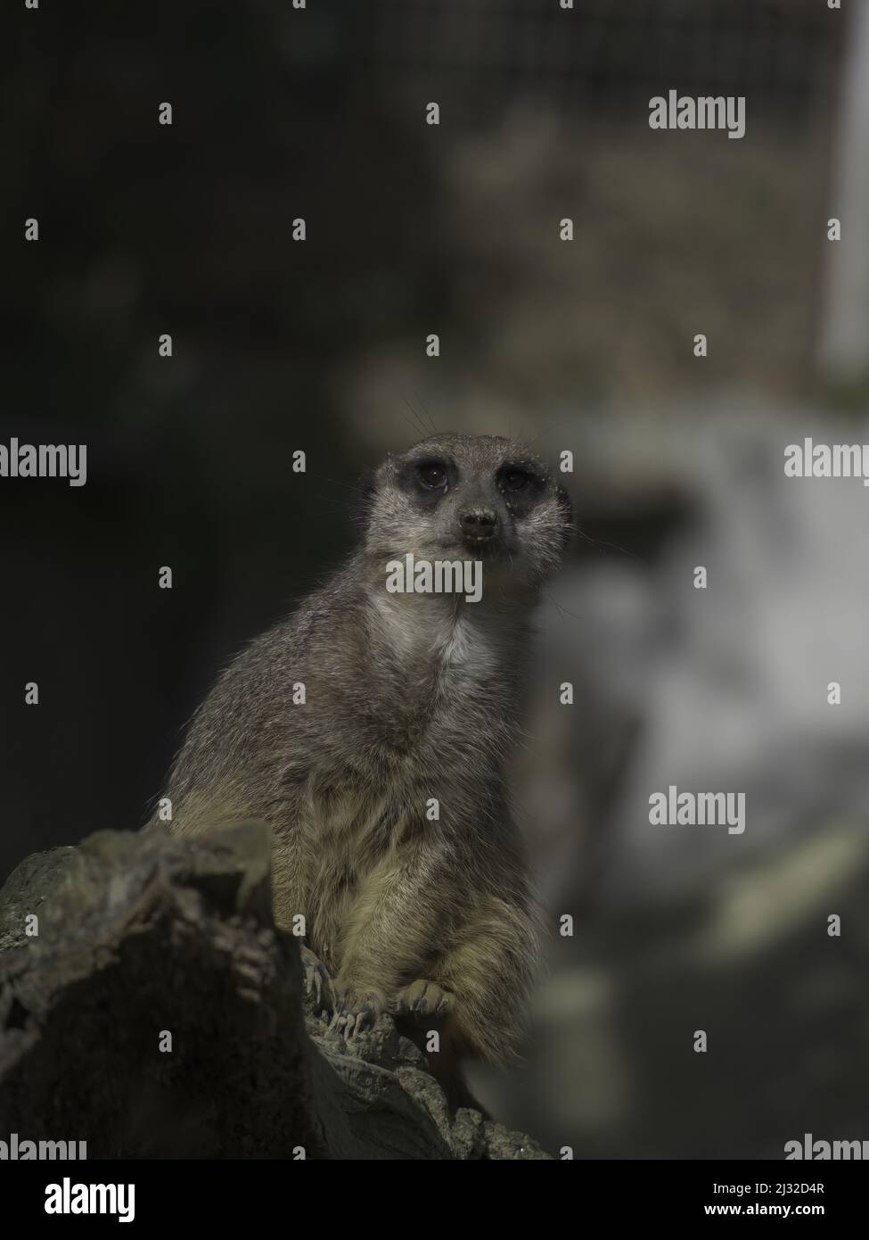 Vue avant de meerkat debout sur un tronc en bois étant illuminé par le soleil Banque D'Images