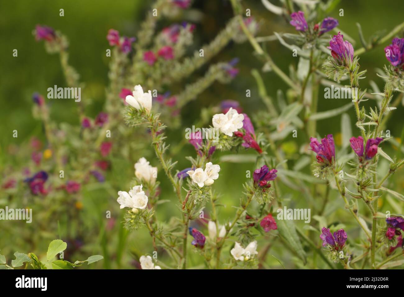 Echium plantagineum une belle fleur sauvage qui fleurit de pourpre à rose et blanc couleurs Banque D'Images