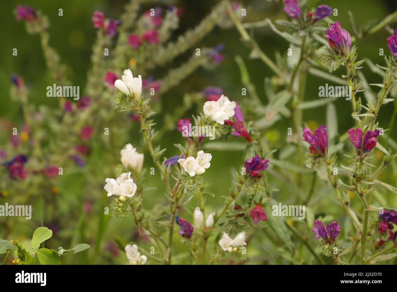 Echium plantagineum une belle fleur sauvage qui fleurit de pourpre à rose et blanc couleurs Banque D'Images