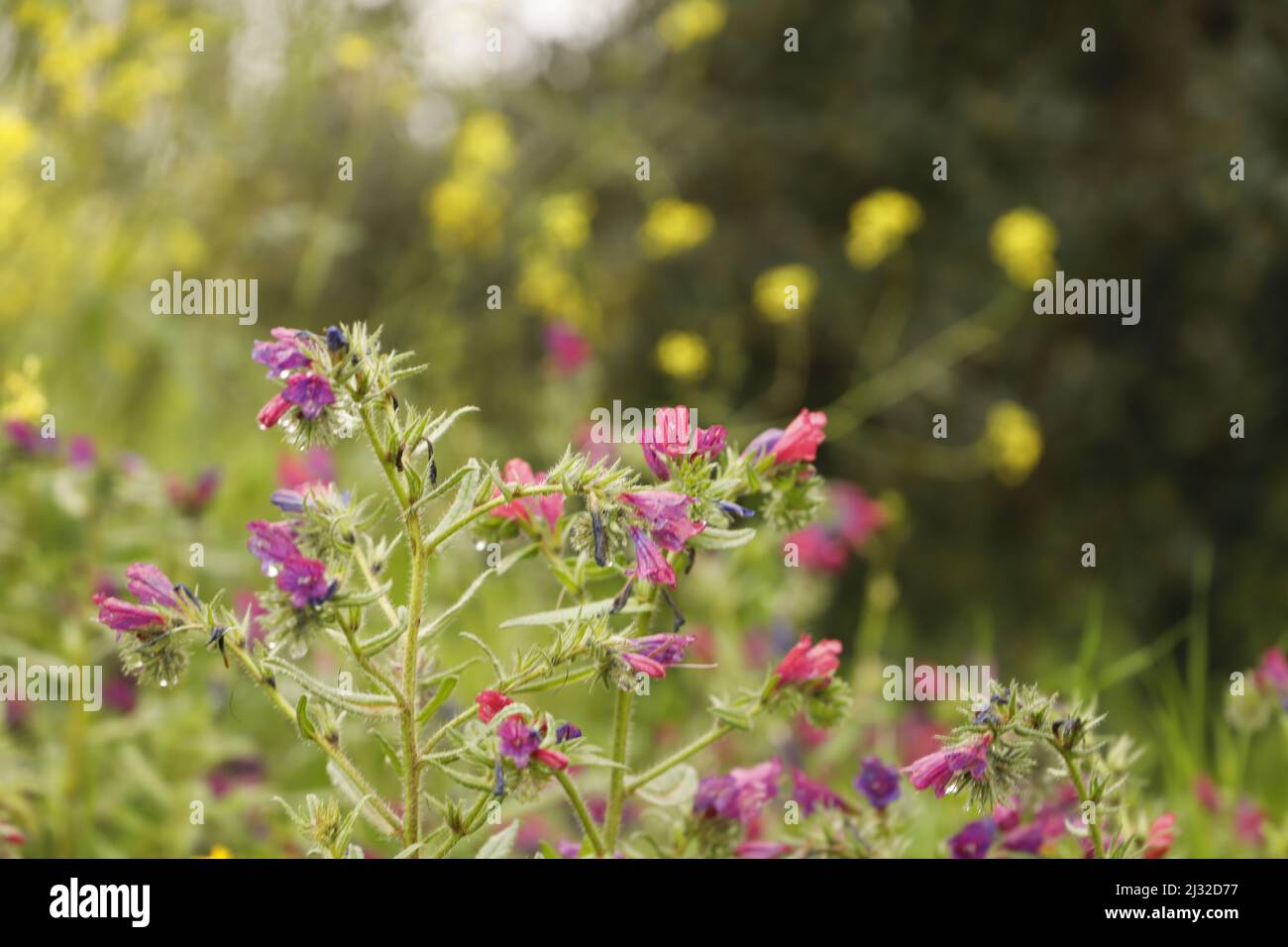 Echium plantagineum une belle fleur sauvage qui fleurit de pourpre à rose et blanc couleurs Banque D'Images