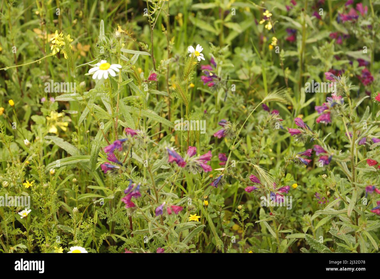 Echium plantagineum une belle fleur sauvage qui fleurit de pourpre à rose et blanc couleurs Banque D'Images