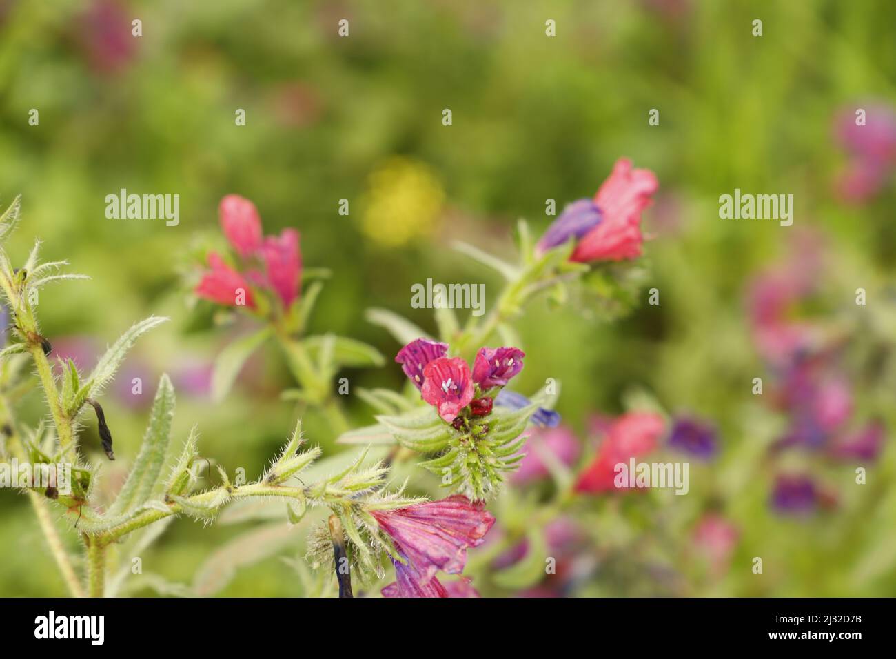 Echium plantagineum une belle fleur sauvage qui fleurit de pourpre à rose et blanc couleurs Banque D'Images