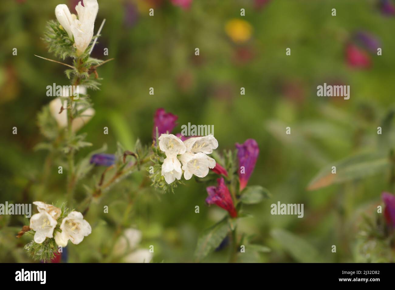 Echium plantagineum une belle fleur sauvage qui fleurit de pourpre à rose et blanc couleurs Banque D'Images