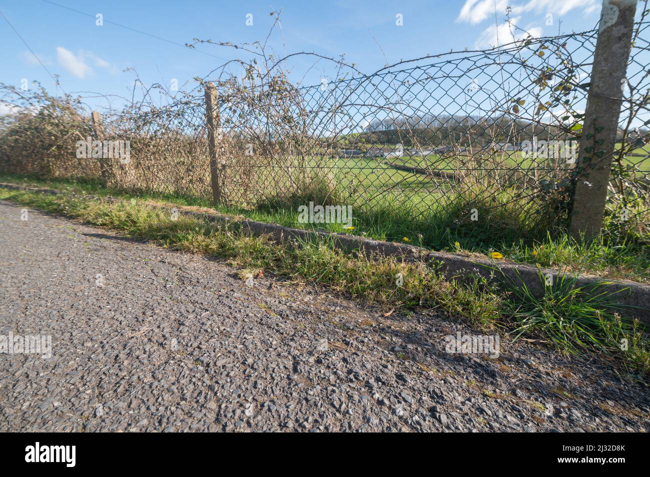 Mauvaises herbes poussant dans le caniveau de la route, Carmarthenshire, pays de Galles, Royaume-Uni Banque D'Images
