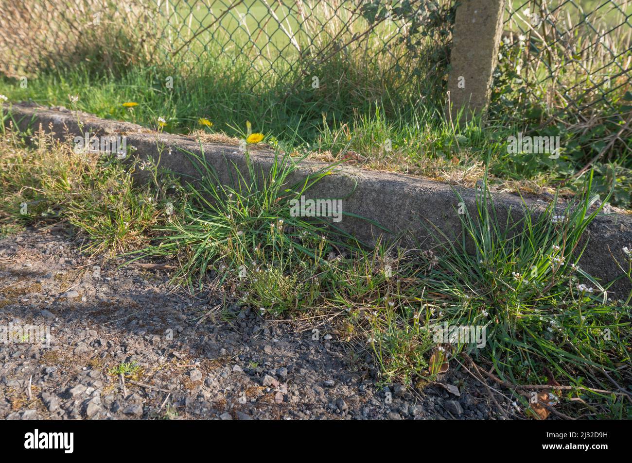 Mauvaises herbes poussant dans le caniveau de la route, Carmarthenshire, pays de Galles, Royaume-Uni Banque D'Images