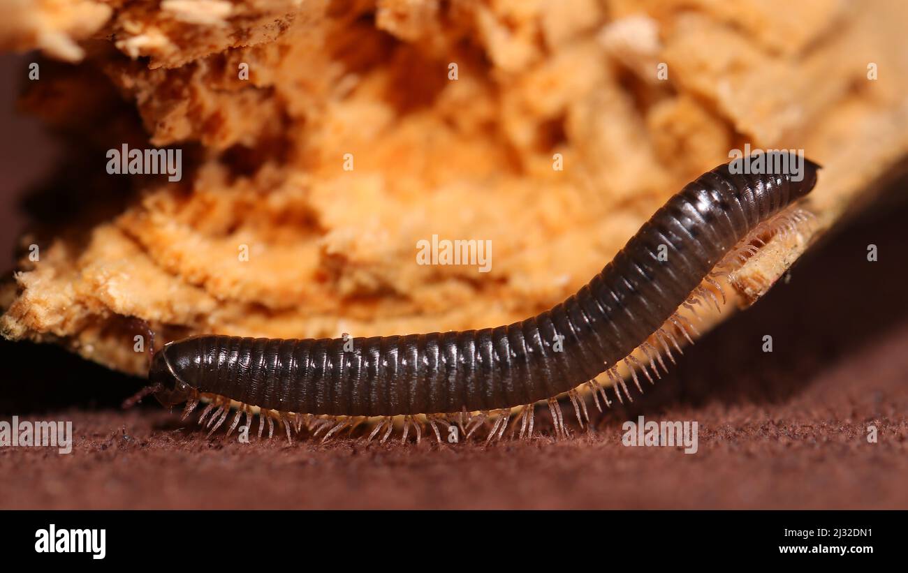 Myriapoda TACHYPODOIULUS NIGER Banque D'Images