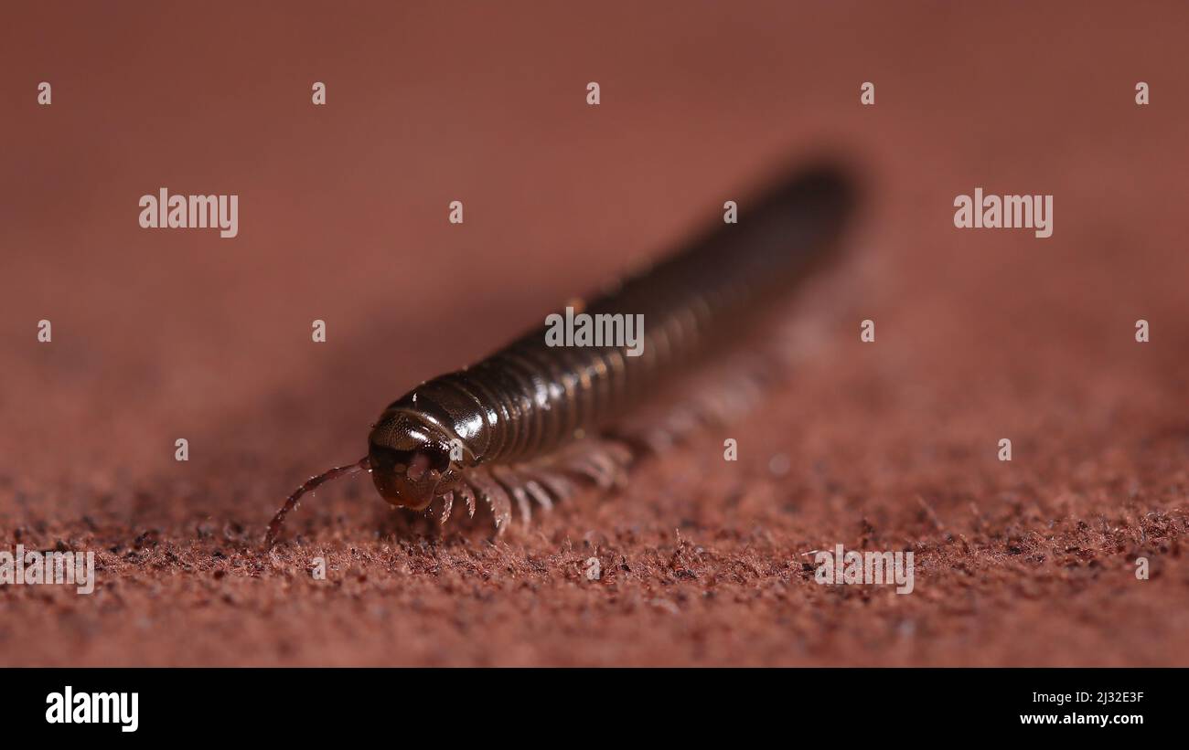 Myriapoda TACHYPODOIULUS NIGER Banque D'Images