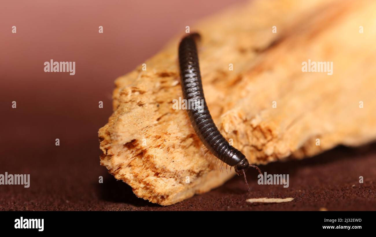 Myriapoda TACHYPODOIULUS NIGER Banque D'Images