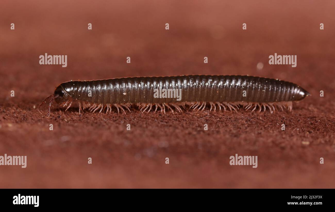 Myriapoda TACHYPODOIULUS NIGER Banque D'Images