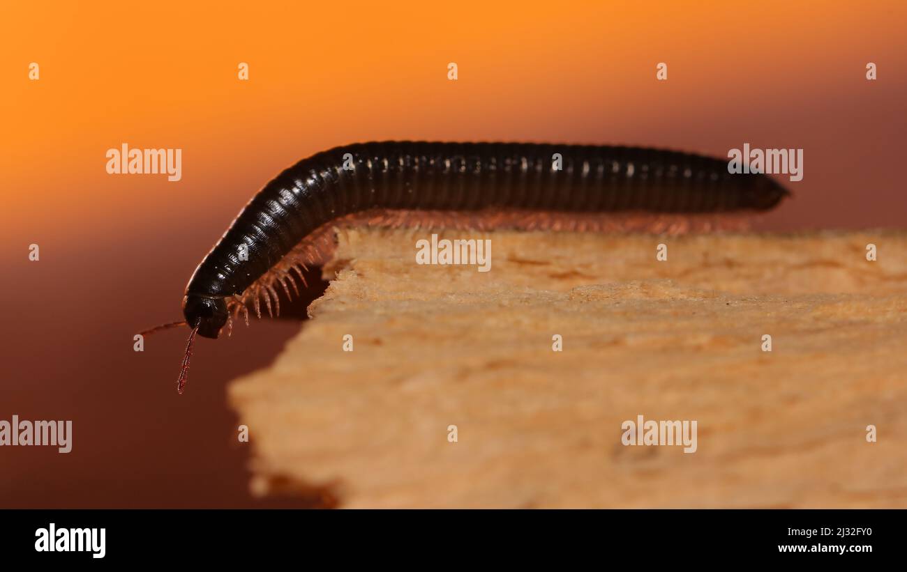 Myriapoda TACHYPODOIULUS NIGER Banque D'Images