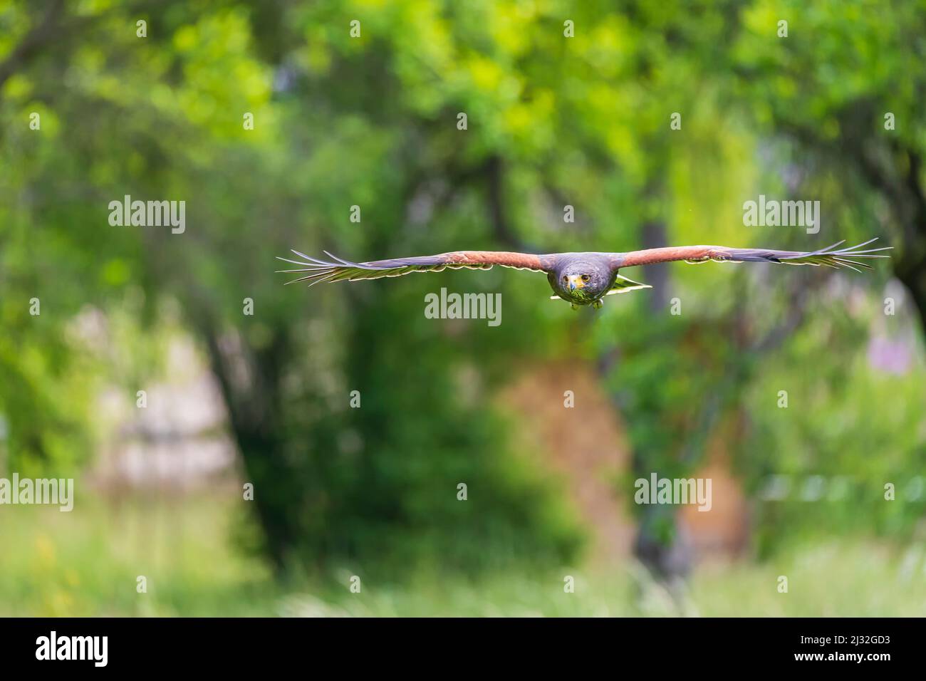 Parabuteo unicinctus - le Buzzard de Harris est situé sur un pré dans la forêt et se trouve sur une branche d'arbres. Buzzard est fauconé. Banque D'Images