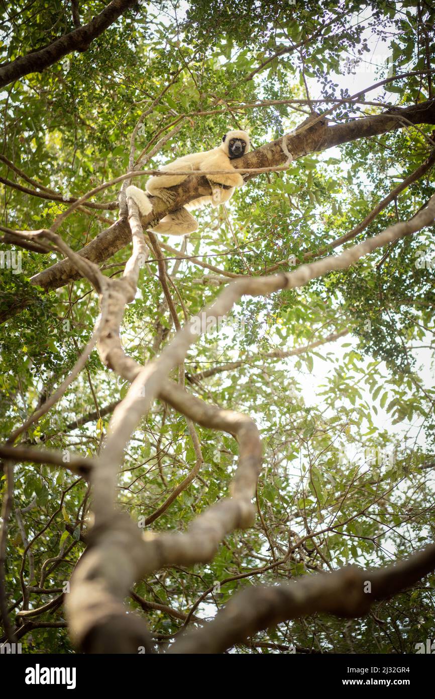 Lémuriens accrochés à l'arbre dans le parc national de Tsingy de Bemaraha, Bekopaka, Madagascar, province de Mahajanga, Afrique, Patrimoine mondial de l'UNESCO Banque D'Images