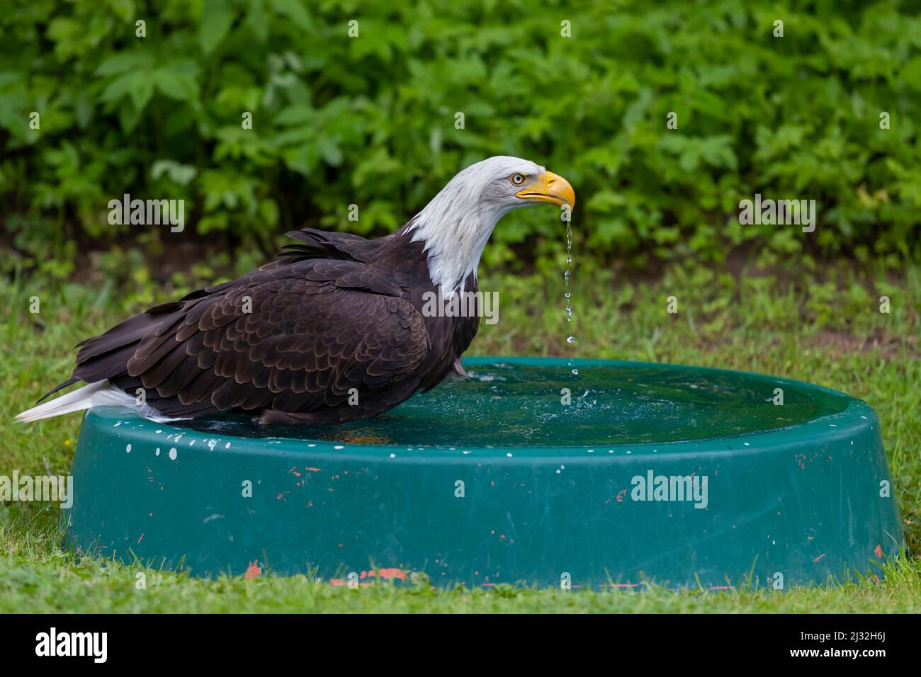 Un aigle à tête blanche à tête de faucon baigne dans une piscine. Banque D'Images