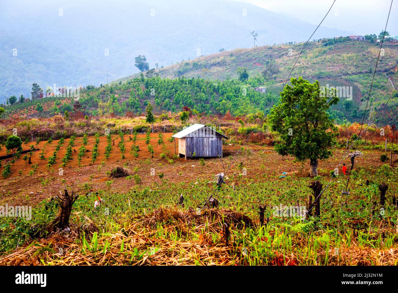 Des collines ondoyantes dans les Highlands centraux cultivent du café dans une région qui était la jungle. Banque D'Images