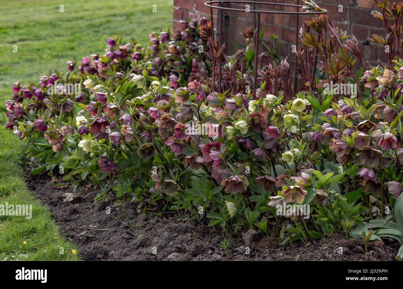 Hellébores mixtes en fleurs dans un jardin anglais. Banque D'Images