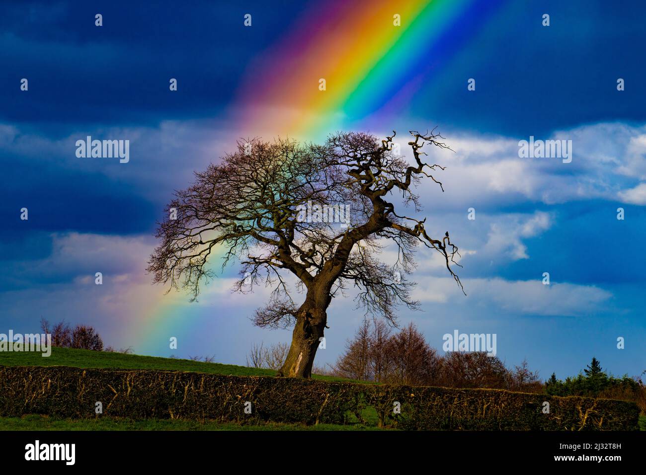 Un arbre en hiver avec un arc-en-ciel en arrière-plan. Banque D'Images