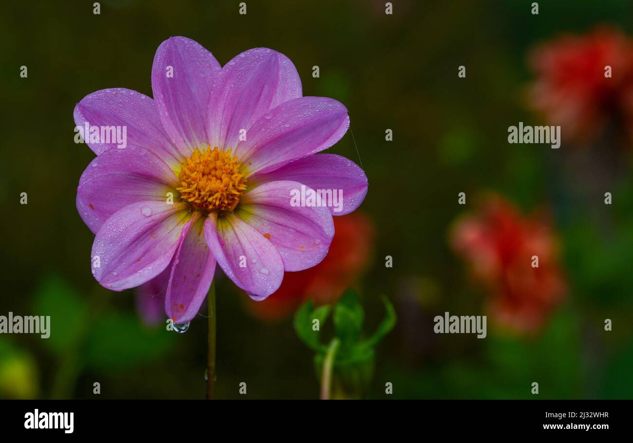 Belle vue rapprochée d'une dahlia Banque D'Images