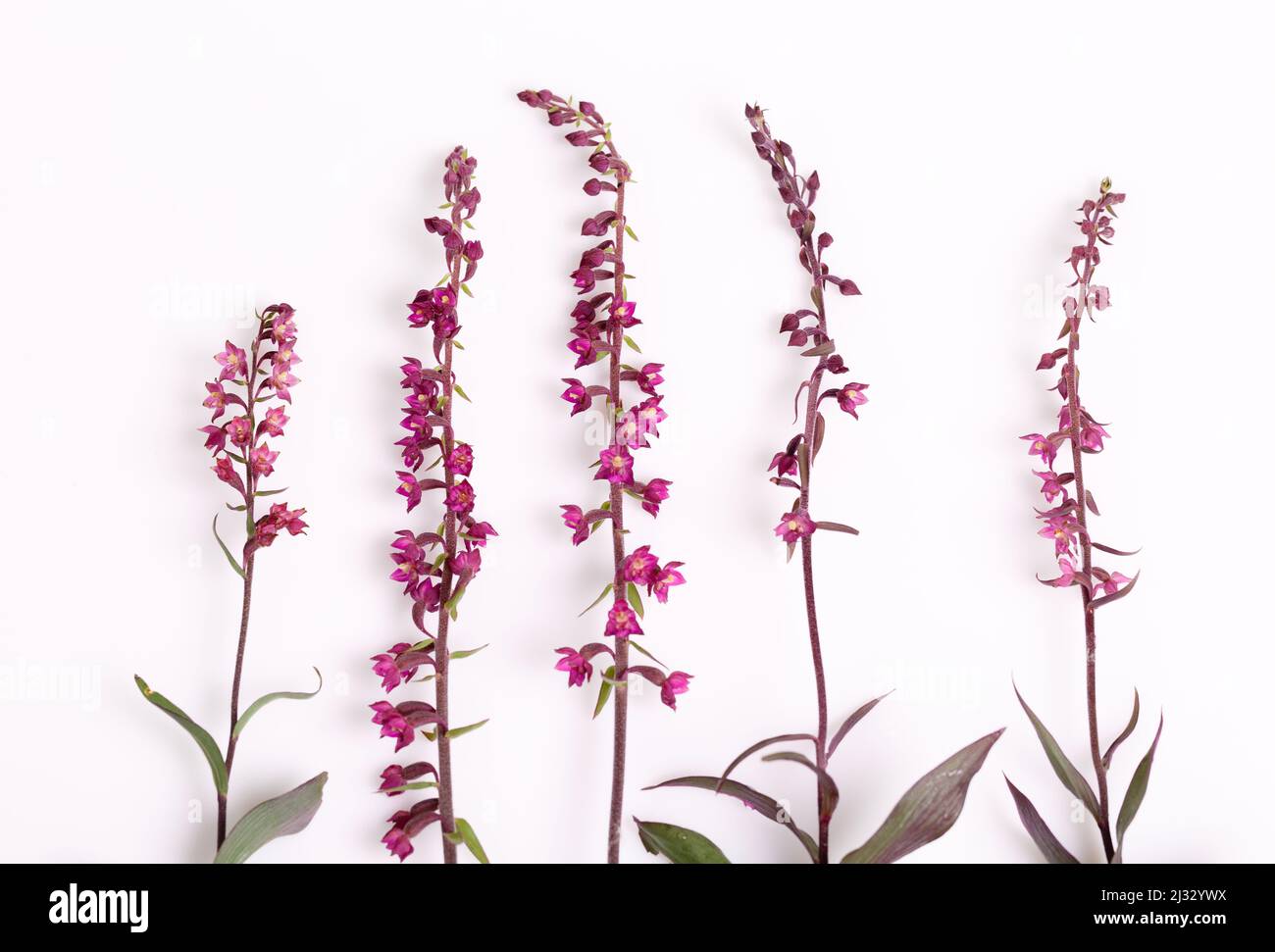 Série de belles orchidées sauvages, fleurs, isolated on white Banque D'Images