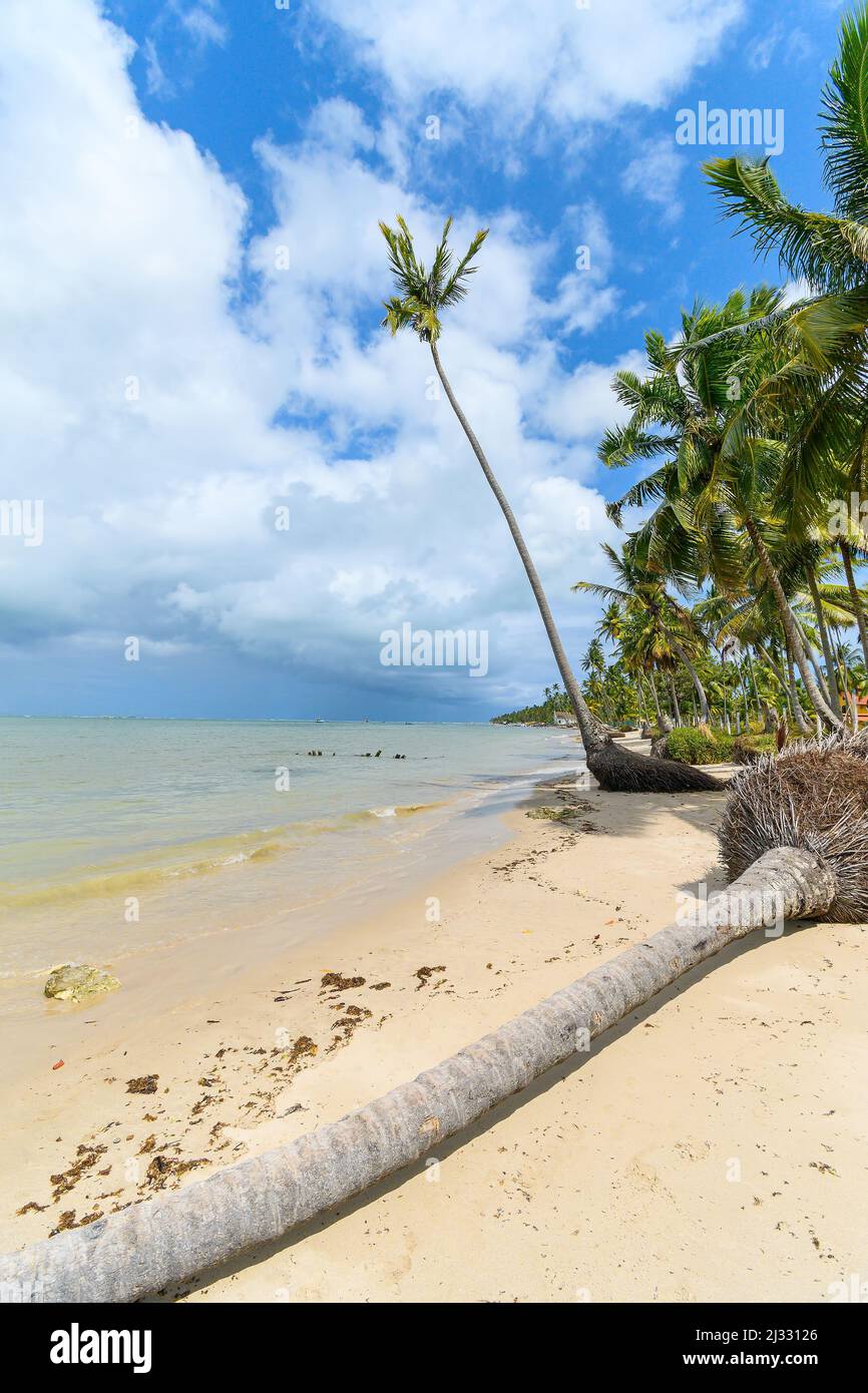 Plage avec un cococotier aux racines apparentes et un autre tombé. Paysage de Praia dos Carneiros plage, une célèbre plage de Tamandari, PE, Brésil. Banque D'Images