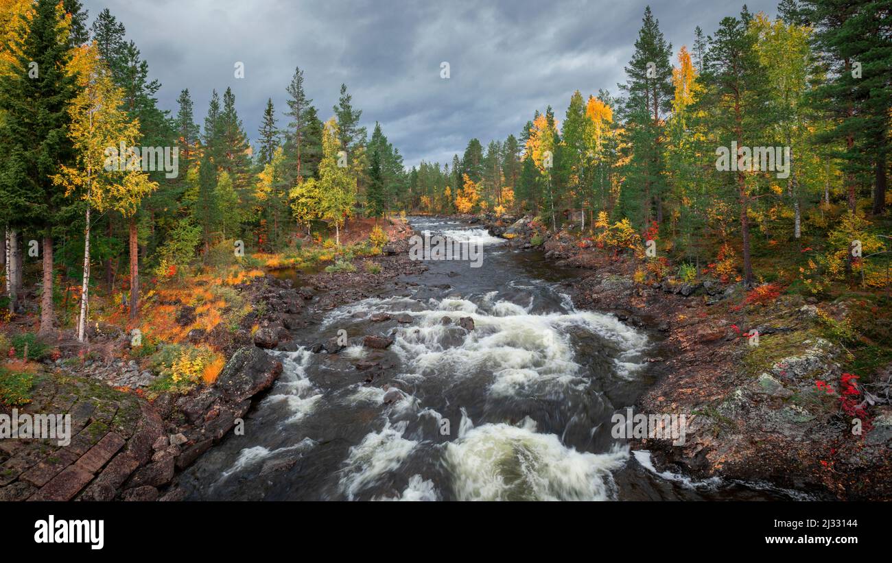 Rivière avec rapides le long de la route de la nature avec des arbres en automne à Jämtland en Suède Banque D'Images